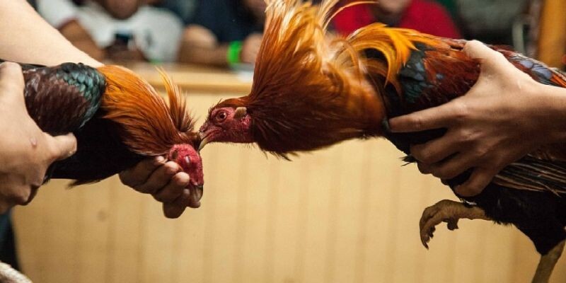 Vì sao chọn đá gà 88 để tham gia xem và cá cược đá gà? 6 Bảo mật cũng là một trong những lý do nhà cái đá gà 88 thu hút người chơi