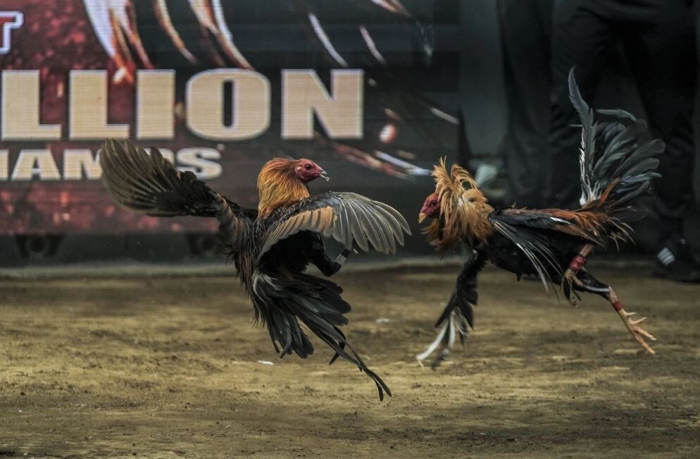 Các trận đấu gà có tại sàn đá gà 678 vô cùng đa dạng và được sắp xếp thời gian rõ ràng