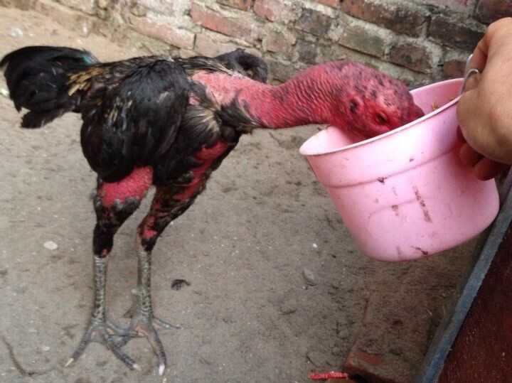 Cách phòng bệnh tránh để gà đá bị ốm