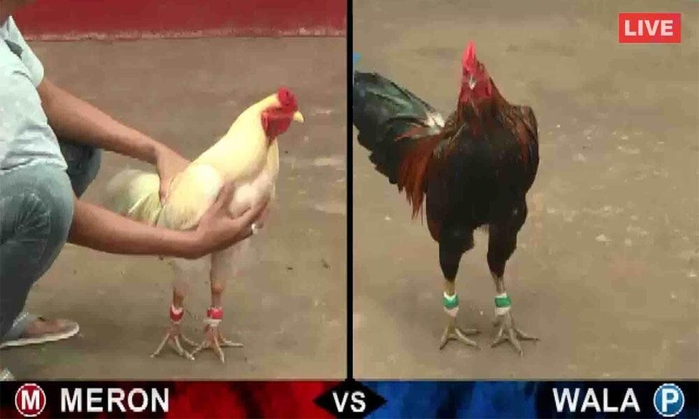 Cần nắm vững luật chơi đá gà tại SV388