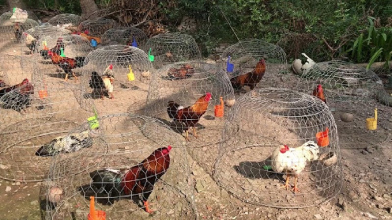 Tìm hiểu cách nuôi gà đá khỏe mạnh, cơ bắp săn chắc 6 Chế độ chăm sóc khi nuôi gà đá