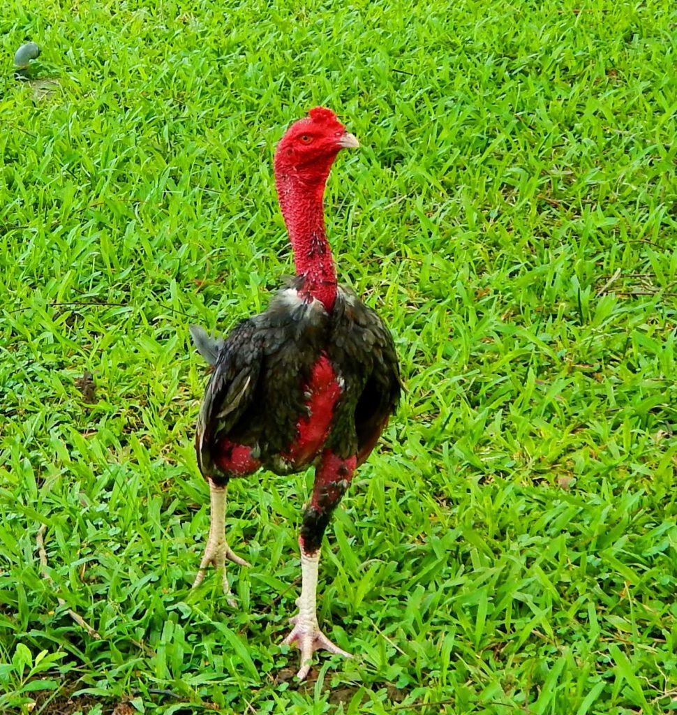 Top 5 giống gà đá đẹp nhất Việt Nam mà bạn nên biết 8 Gà Bình Định – top 5 giống gà đá đẹp nhất Việt Nam