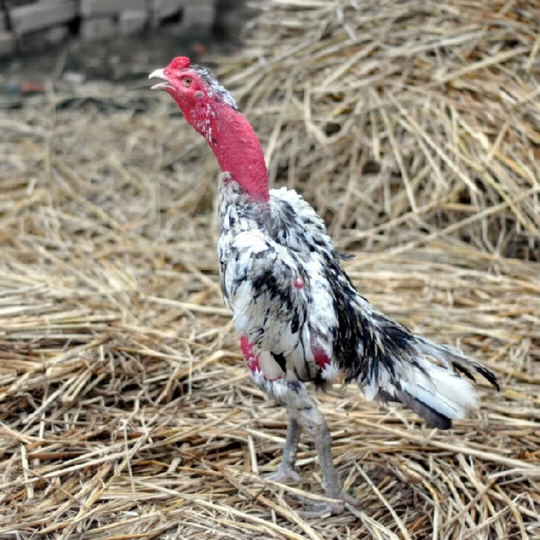 Top 5 giống gà đá đẹp nhất Việt Nam mà bạn nên biết 6 Gà chọi nòi – top 5 giống gà đá đẹp nhất Việt Nam