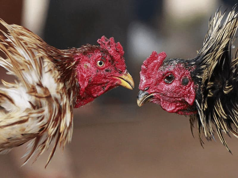 Luật chơi đá gà Thomo cơ bản 