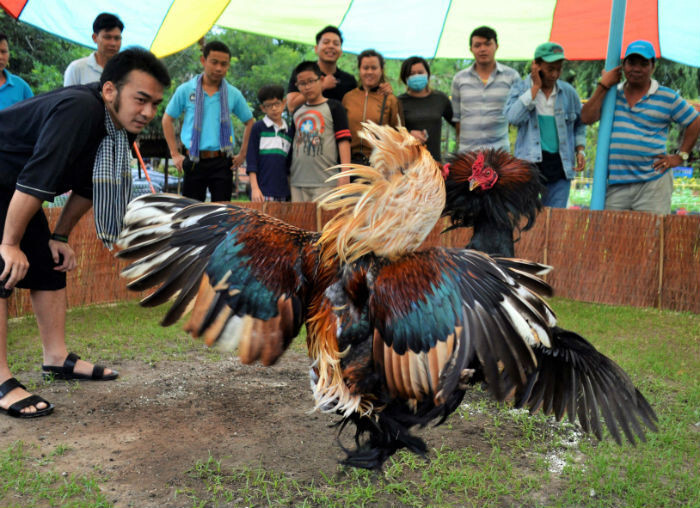 Cách xem ngày đá gà tốt, dễ chiến thắng nhất tại SV66 8 Lưu ý khi xem ngày đá gà tốt