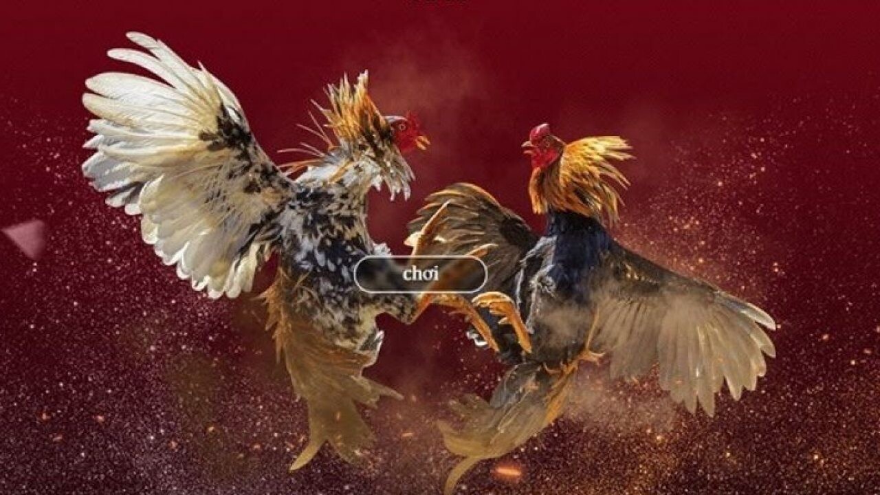 Sàn đá gà 678 là một địa chỉ đá gà trực tuyến chất lượng hàng đầu Việt Nam 