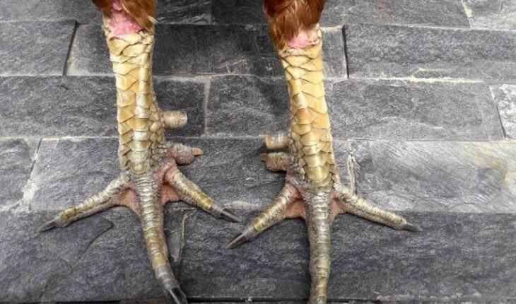 Vảy gà chọi độc hiếm gặp ở chiến kê