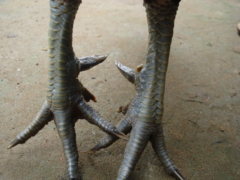 Vảy gà chọi độc linh giáp tử 