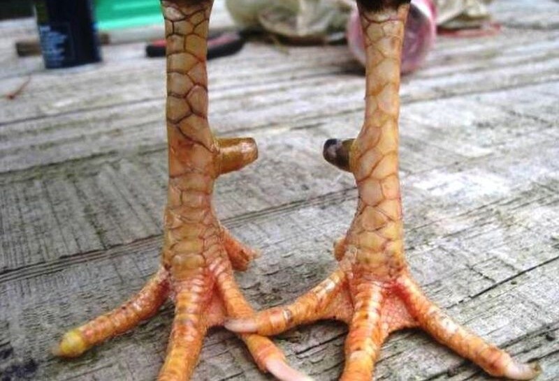 Vảy gà chọi độc mang đến nhiều khả năng bất ngờ