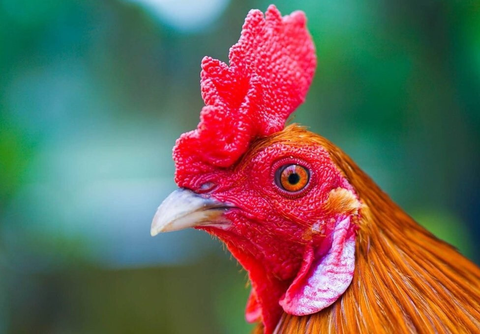 Cần đảm bảo chuồng trại sạch sẽ