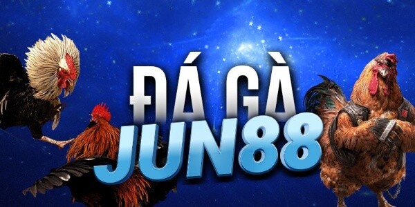 Đá gà Jun88 cũng được nhiều anh em lựa chọn 