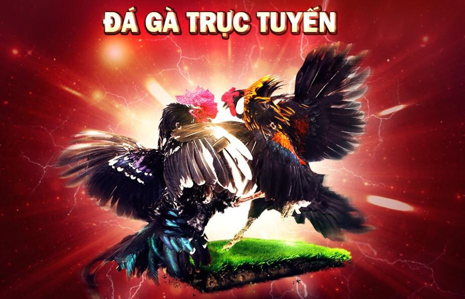 Đá gà trực tuyến là gì?