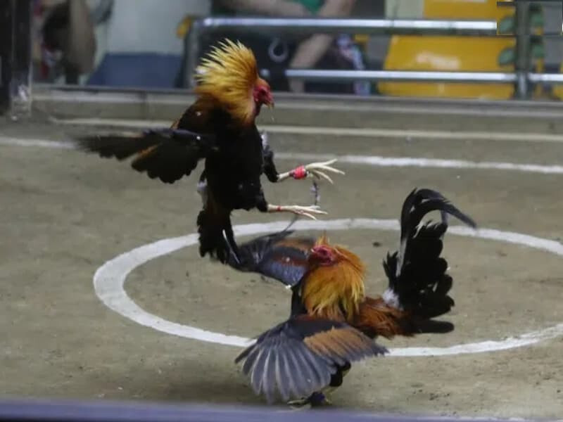 Tìm hiểu chi tiết luật của đá gà trực tiếp 999