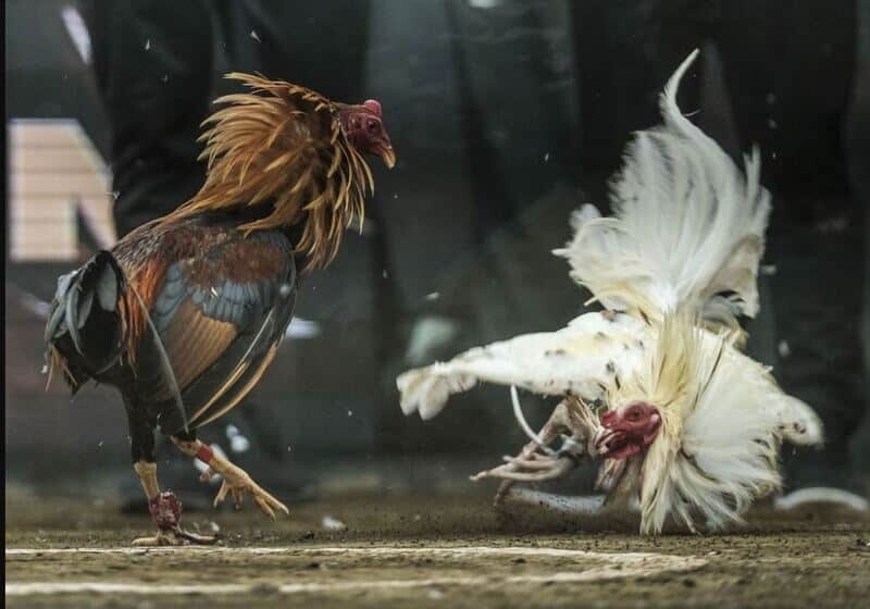 Tường thuật đá gà trực tiếp hiện nay là hình thức xem và cá độ đá gà phổ biến nhất