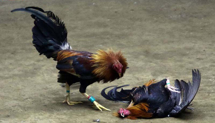 Xem tường thuật đá gà trực tiếp là sự lựa chọn hàng đầu của rất nhiều người đam mê