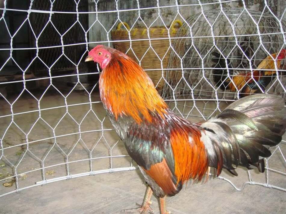 Anh em nên dựa vào đặc điểm của mỏ để chọn được những chiến cơ khỏe