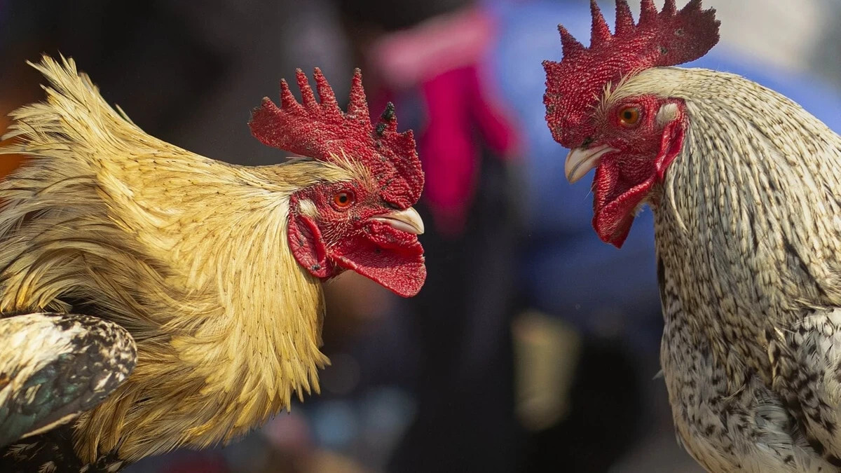 Bí quyết lựa chọn nơi xem đá gà trực tiếp 67