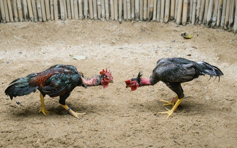 C1 đá gà - nơi quy tụ những chiến kê mạnh mẽ nhất