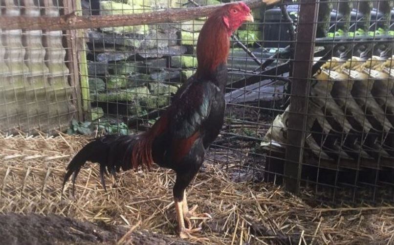 Các loại gà Shamo phổ biến nhất