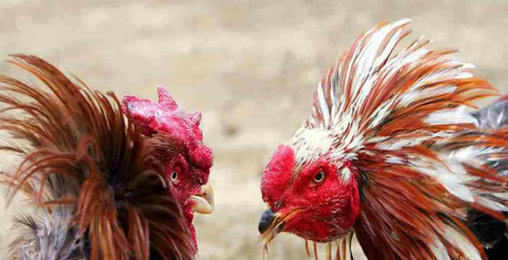 Cách ghép gà trống mái - chế độ đúc cho gà