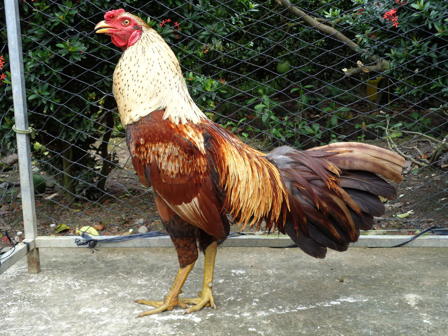 Cách lựa chọn gà đá tốt tại chợ tốt gà đá Hậu Giang