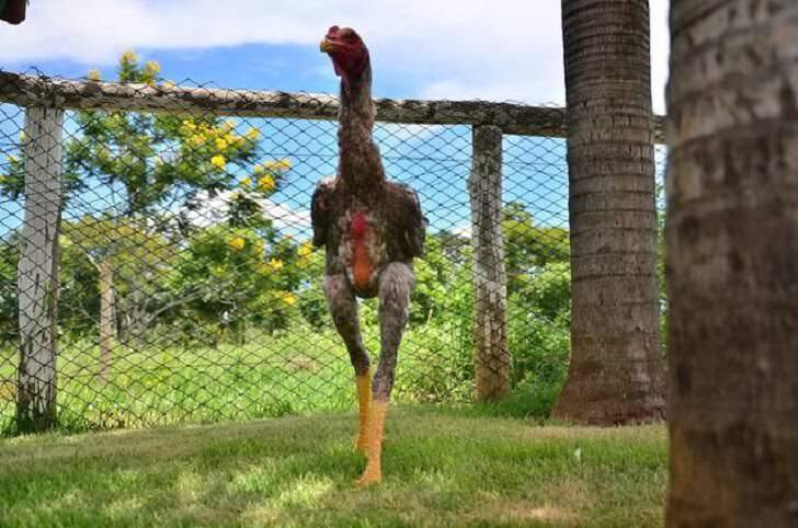 Cách nuôi giống gà Nam Mỹ lớn nhanh, đá tốt