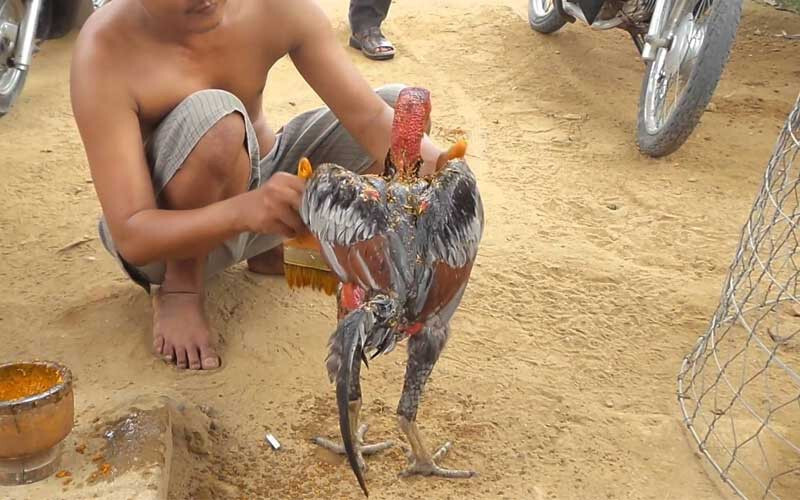 Cách vần gà chọi tơ bằng om bóp nghệ