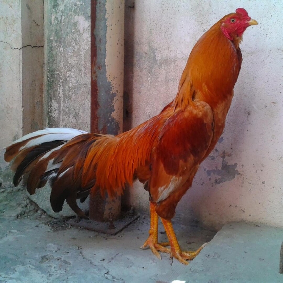 Chạng gà là gì?