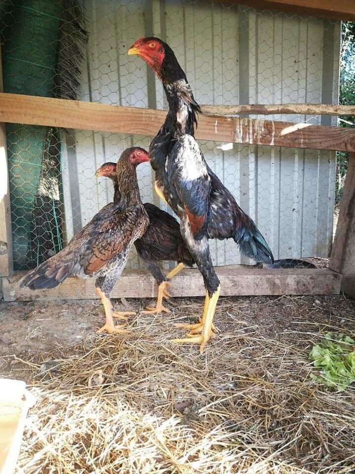 Chế độ ăn uống cho gà Nam Mỹ