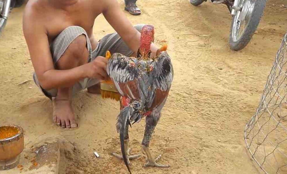 Công thức nấu nước om gà chọi hiệu quả