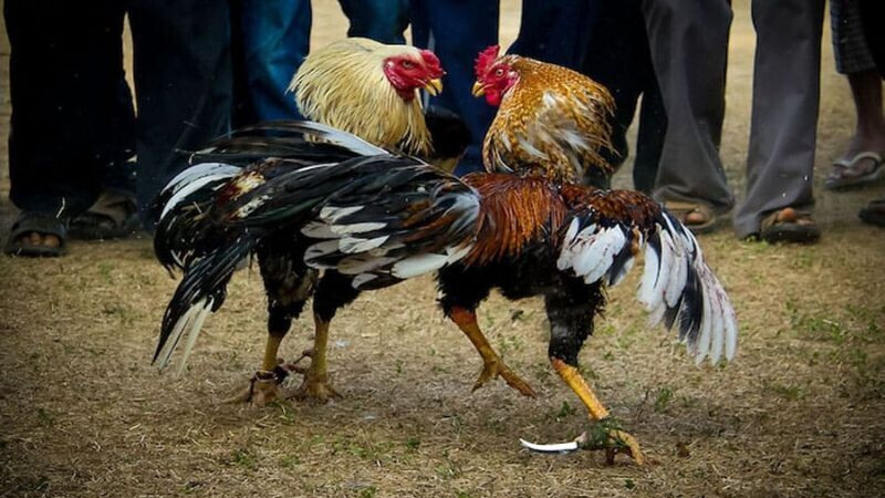 Cược đồng trong đá gà ăn 8 là gì?