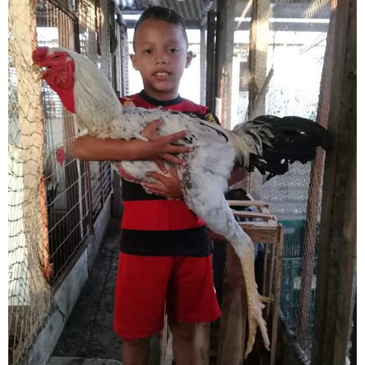 Đặc điểm của giống gà Nam Mỹ