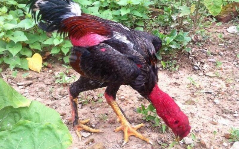 Đặc điểm lông của gà chân lông kèm theo vảy loạn