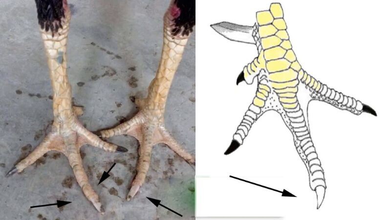 Điểm qua vài thông tin về gà bạch đầu chỉ cho cược thủ