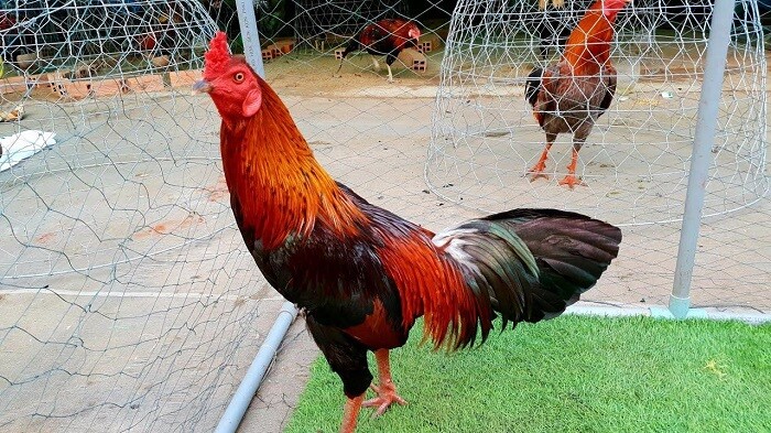 Gà chỉ thiên được lựa chọn nhiều nhất