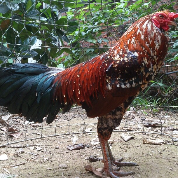 Gà có tông dõi tốt sẽ tạo ra những chiến kê giỏi 