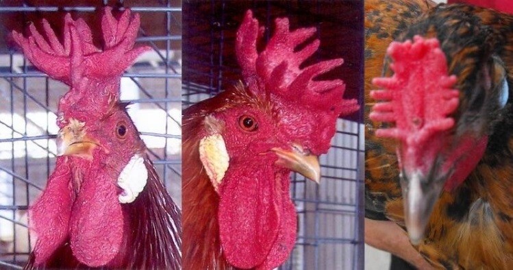 Gà mồng vua là gì?