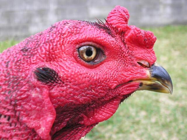 Chợ tốt gà đá Hóc Môn - Làm sao chọn gà cựa sắt đá hay? 6 Hãy quan sát đặc điểm ngoại hình của chú gà để lựa chọn chiến kê đá hay nhất