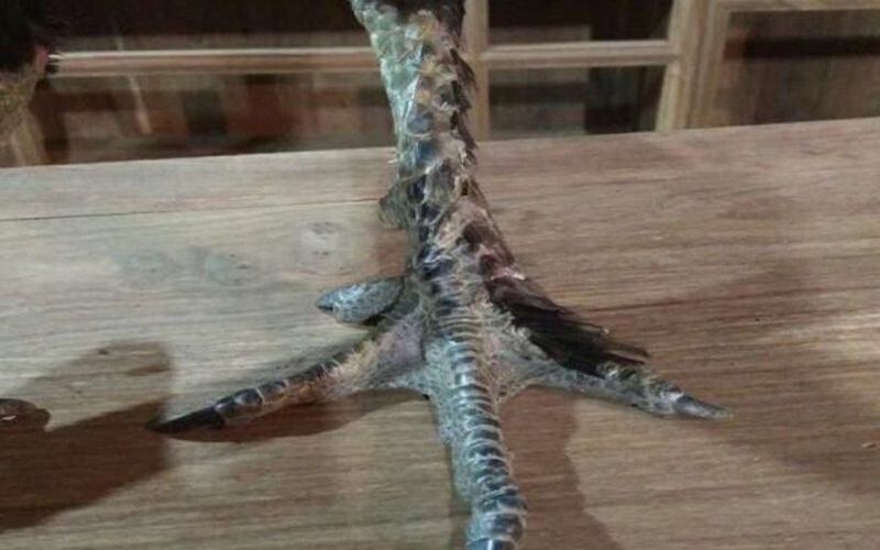 Học ngay cách chăm sóc nuôi dưỡng gà chân lông vảy loạn