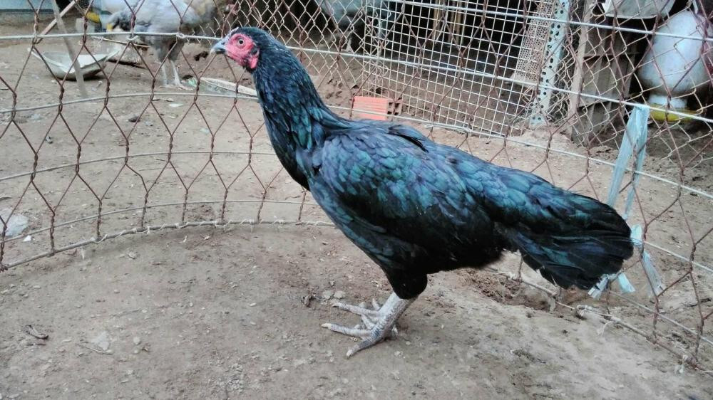 Hướng dẫn chăm sóc gà ô mỏ ngà chân trắng đúng kỹ thuật?