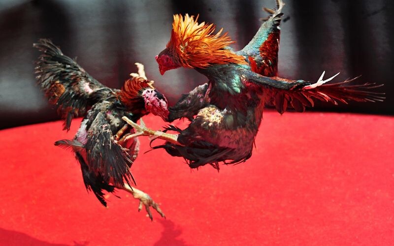 Không gặp bất kỳ khó khăn nào trong đặt cược và trả thưởng tại sàn đấu C1