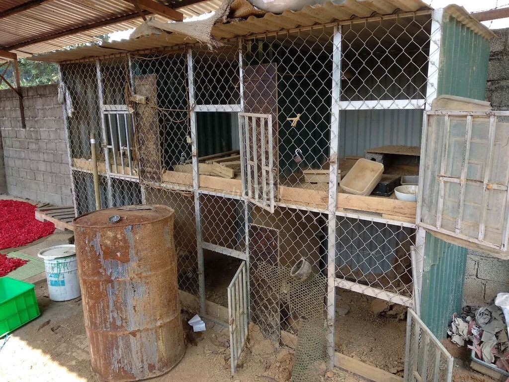 Làm chuồng gà thu nhỏ - Mô hình nuôi gà chọi hiệu quả