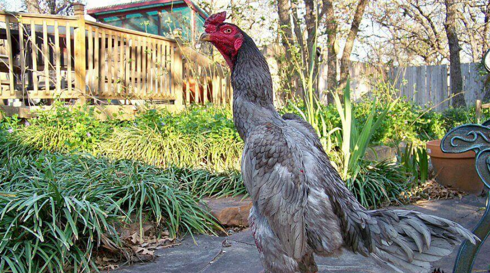 Lối đá của gà ghép