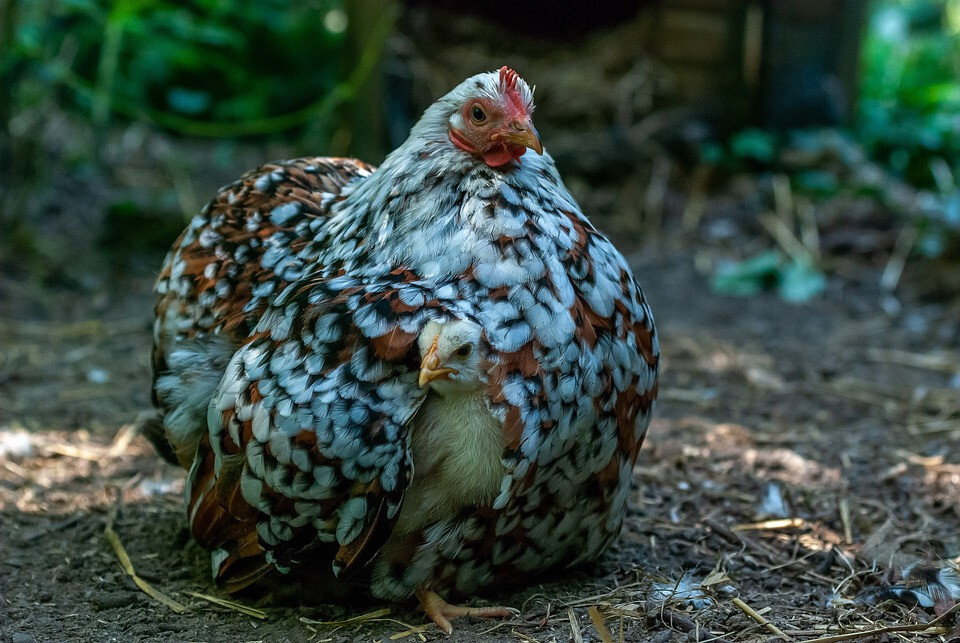 Lợi ích khi nuôi gà đến từ Bắc Kinh là gì?