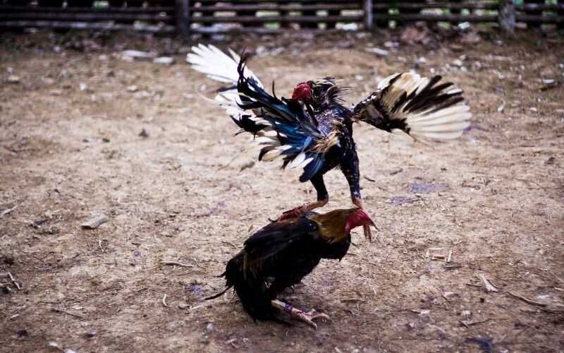 Luôn có bình luận viên chuyên nghiệp cho trận đấu thêm phần thú vị