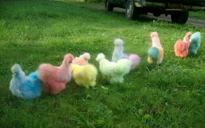 Bí quyết nuôi gà lông lụa từ chuyên gia 6 Lưu ý quan trọng khi nuôi gà lông lụa