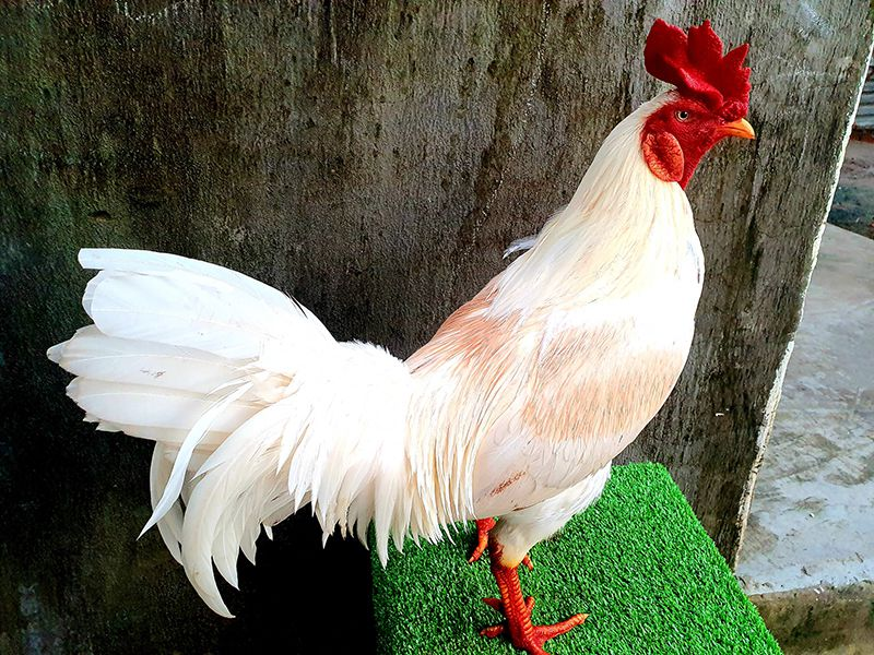 Mỗi giống gà có mồng vua sẽ có ưu điểm, nhược điểm khác nhau