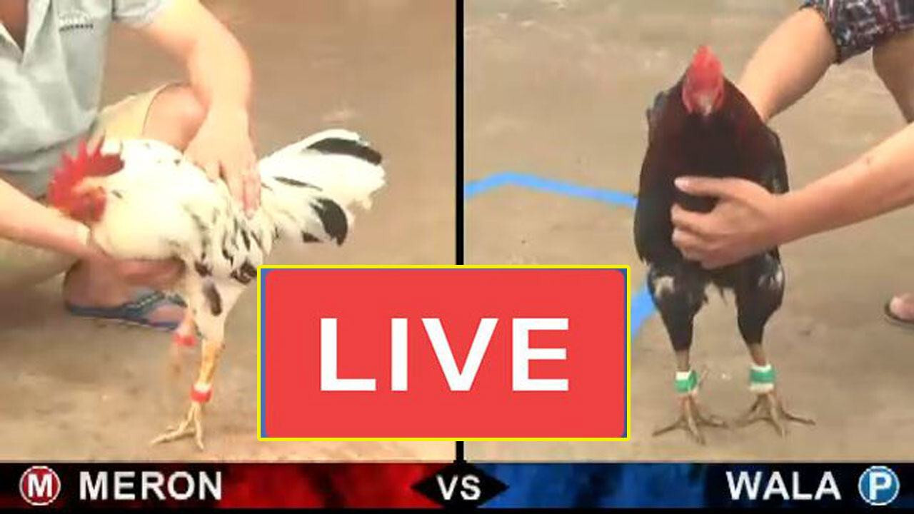 Đá gà trực tiếp hôm nay 666 - Sân chơi đá gà online thú vị 5 Một số loại hình thường gặp khi theo dõi đá gà trực tiếp hôm nay 666