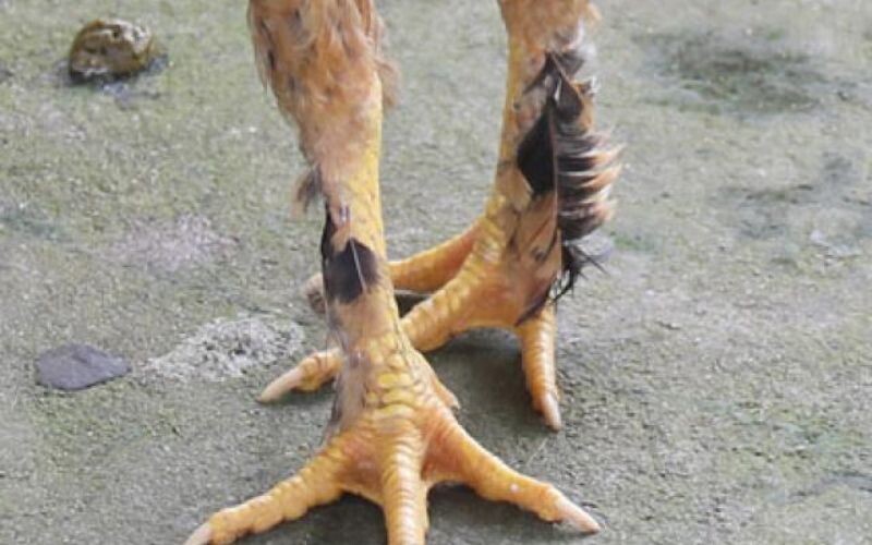 Ngón chân đặc biệt của những chiến kê từ khi sinh ra