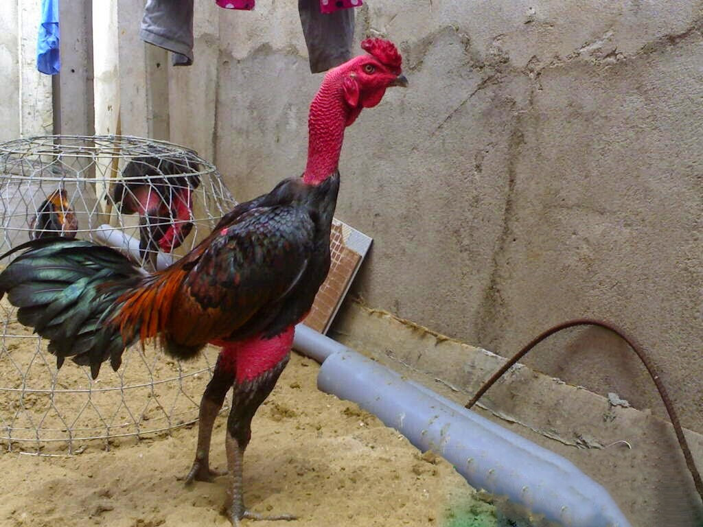 Những bài tập huấn luyện chiến kê chọi nòi hiệu quả 